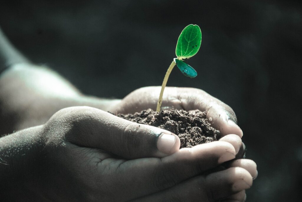 person holding soil and growing seed in hands